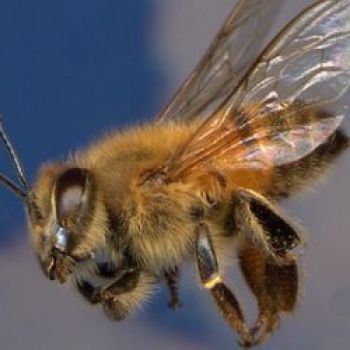 Пчелы-убийцы продолжают распространяться по Калифорнии
