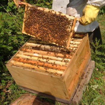 Пчёлы как гарант продовольственной безопасности