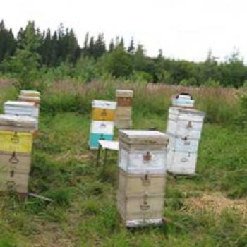 Многокорпусный улей позволит России экспортировать мед