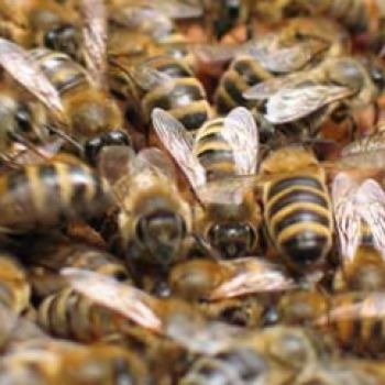 Процесс породообразования в пчеловодстве