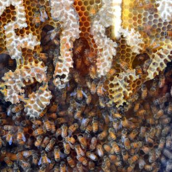 В Башкирии могут запретить разведение привозных пчел