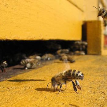 Обнаружены древнейшие пчеловоды