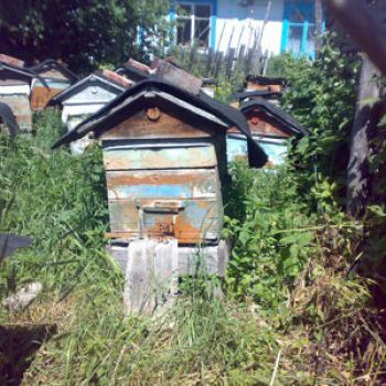 История пчеловодства Алтайского края