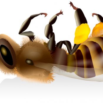 Неоникотиноиды отравляют цветочную пыльцу и губят пчел