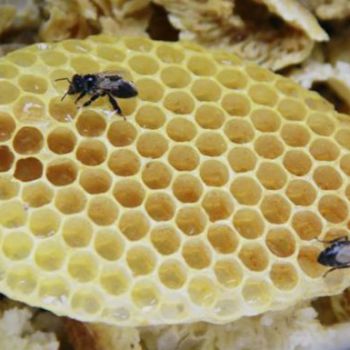 Чехи отказались от украинского мёда