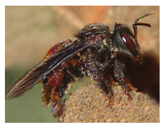 Безжалые пчелы и мелипонокультура