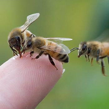 Азы пчеловодства или с чего начинается успешное пчеловодство
