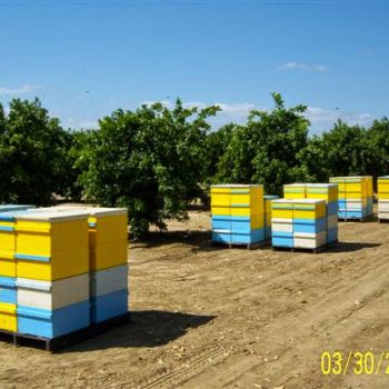 Основные моменты Канадской технологии пчёловождения