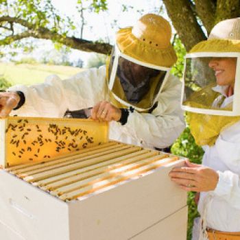 В Самаре рассмотрят законопроект о поддержке пчеловодства