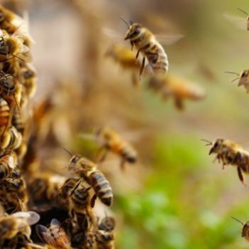 Учёные определили, как именно пчелы предупреждают друг друга об опасности