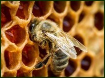 О варроатозе пчёл и борьбе с ним