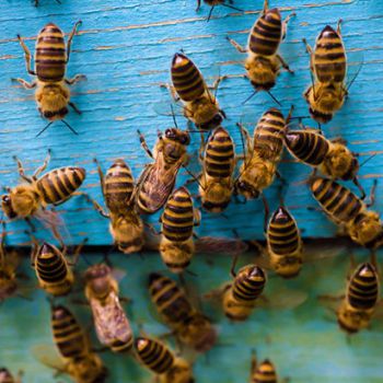 Сигнализация пчёл