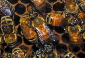 Голод полезен для пчел?