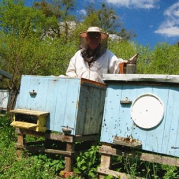Минэкономразвития России против новых правил содержания пчёл