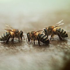 Весенняя гибель пчёл в Америке