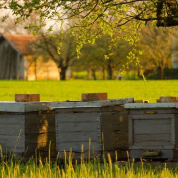 Три первых дальневосточных гектара получили пчеловоды