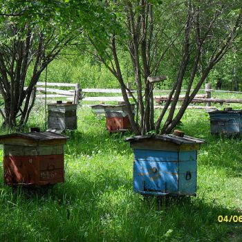 Во Львовской области пчелы искусали пасечника до смерти