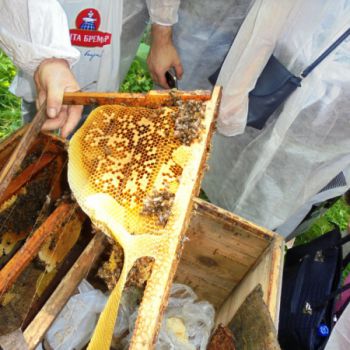 Стать пчеловодом-профессионалом