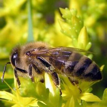 Сибирские ученые будут разводить найденных у староверов среднерусских пчел
