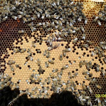 Пчеловодческие туры для иностранных туристов в Башкирии