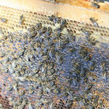 Советы потомственного пчеловода