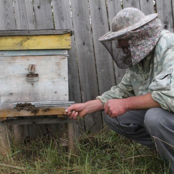 Дешёвый мёд с рапса спасёт пчеловодство