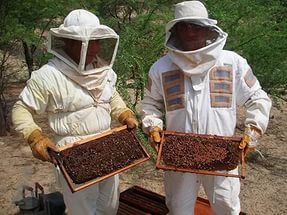 В Иркутской области создан Союз пчеловодов