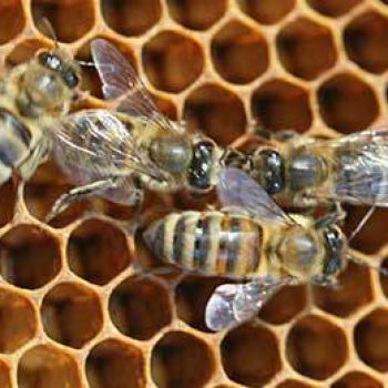 Совещание Алтайских пчеловодов