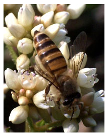Китайская восковая пчела (Apis cerana cera-па F.)