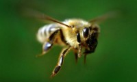 Комиссия по АПК обсудила проекты федеральных законов "О пчеловодстве"