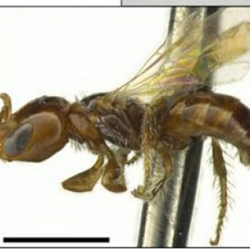 Ученые открыли муравьев, которые на самом деле пчелы