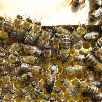 КПС. Коллапс пчелиной семьи