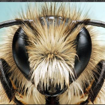 На Гавайях обнаружен новый вирус, опасный для пчел