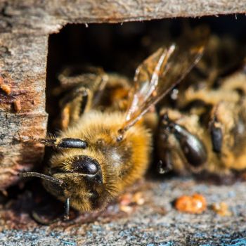 В некоторых регионах России гибель пчёлосемей в период зимовки составила 100%