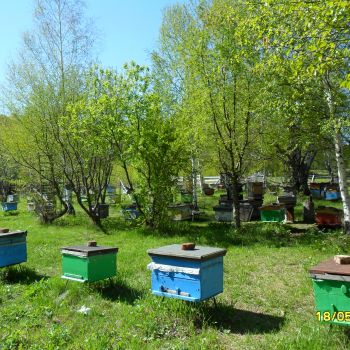 Перспектива пчеловодства в ЛПХ