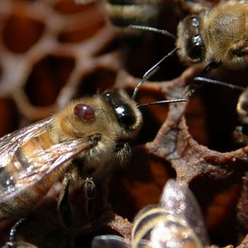 Исчезновение пчёл пошатнёт мировую экономику