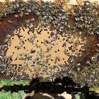 Пчёлы и ГМО растения
