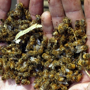 В Башкирии пчёлы плохо перезимовали