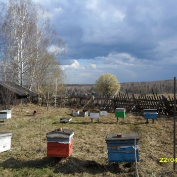 Ветеринарные правила содержания пчел: очередной гвоздь в крышку гроба российского пчеловодства