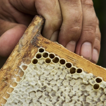 Как "пчеловоды-партизаны" пытаются отстоять пасеки в полесских джунглях