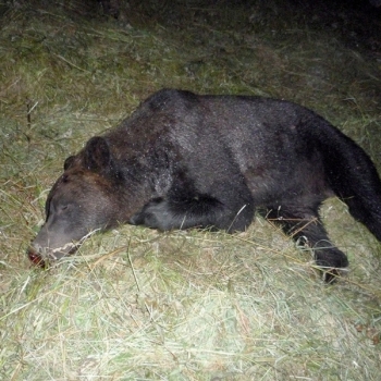 Кузбассовец застрелил на пасеке медведя