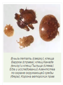 Профилактика тропилелапсоза пчел: его дифференциальная диагностика
