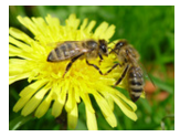 Инструкция по применению препарата Лозеваль для пчел