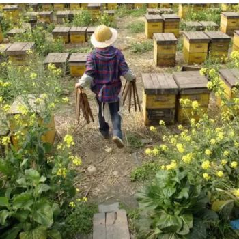 Проблемы пчеловодства Китая