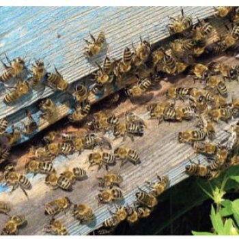 Улучшение пород пчёл
