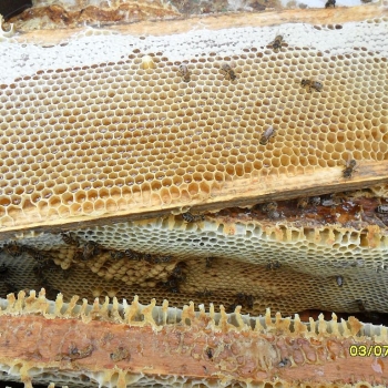 Как получить товарный мёд при слабом медосборе