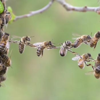 Пчелиный рой работает по принципу одного большого мозга