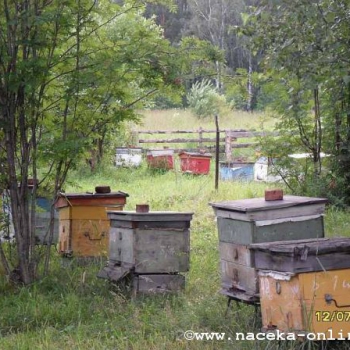 &#8203;Культура пчеловодства в изменяющихся условиях