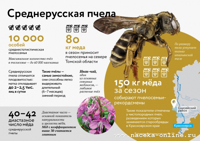 Ученые  Томска восстановили племенное ядро чистопородных среднерусских пчёл