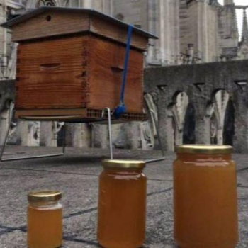 Во время пожара в соборе Парижской Богоматери выжили пчёлы, которые жили в 3 ульях на крыше здания.